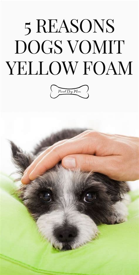 Here are 3 reasons and what to do about it. Why Do Dogs Vomit Yellow? 5 Common Causes! - Proud Dog Mom ...