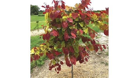 Cercis canadensis flame thrower ™. Flame Thrower redbud wins People's Choice award at Farwest ...