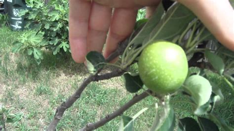 My ancient apple tree, frail and neglected, is now an active participant in my garden. Granny Smith Apple Tree Update Backyard Orchard - YouTube