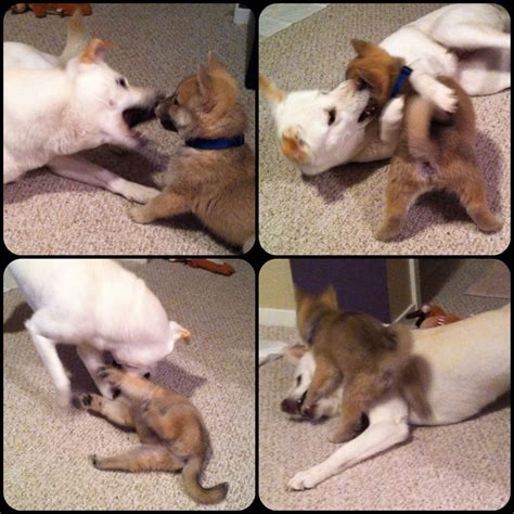 Jindo fight. I will surrender if you leave me alone. 4/14/13. | Jindo dog, Jindo, Leave me alone