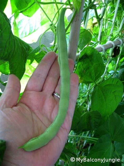 Fill large container 80% full with high quality soil. Growing Pole Beans in Containers | Pole beans, Growing beans, Garden poles