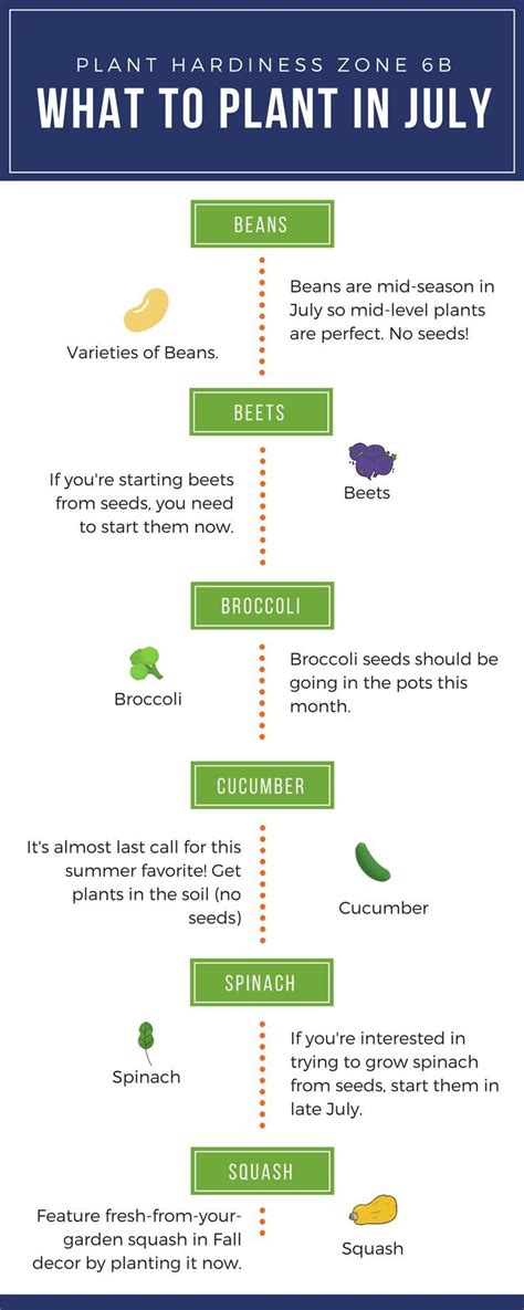 If planting a summer vegetable garden, root vegetables like potatoes love the massachusett planting zone conditions, as do carrots. Vegetables I'm Going to Plant in July (Zone 6b - | Fall ...