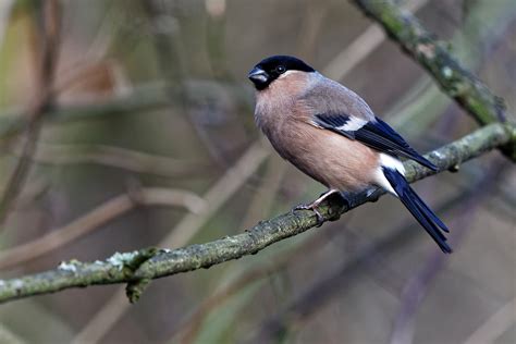 Dompfaff m (genitive dompfaffen or dompfaffs, plural dompfaffen). Dompfaff Foto & Bild | singvögel, natur, tiere Bilder auf ...