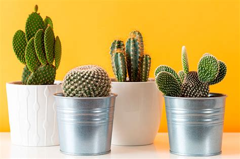 Cuidar un cactus es complicado. Cómo cuidar cactus pequeños en casa u oficina | Cocina Vital