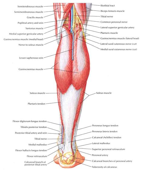 Posterior view of the right leg, showing the muscles of the hip, thigh, and lower leg. Leg Muscle Diagrams