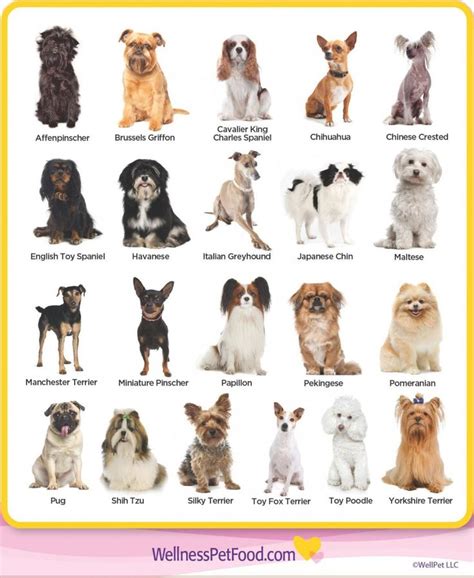 Pet photos gallery > dog > different types of dogs pictures. Small Breed Vs. Toy Breed Dog | Dog breeds list, Pets dogs ...