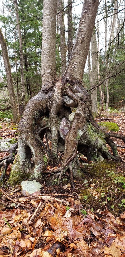 Use them in commercial designs under lifetime, perpetual & worldwide rights. Exposed root tree I found on my hike. There is some rocks ...