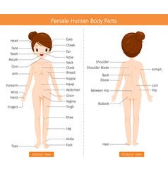 We would like to show you a description here but the site won't allow us. Female Body Parts Labeled - Female Body Diagram Anatomy ...