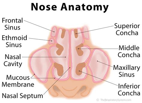 It extends from the nares anteriorly to the choanae posteriorly and is anteriorly the septal cartilage (or quadrangular cartilage) which approximates a quadrilateral shape. Nose Definition, Anatomy, Functions, Diagram