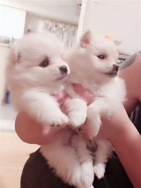 We bought a teacup pom puppy from www.frankpompups.net, this is the best puppy we have ever had we go with her every where and she can fit in my pocket as seen in my photo and their customer service you have top quality pups. Teacup pomeranian puppies available to go FOR SALE ...