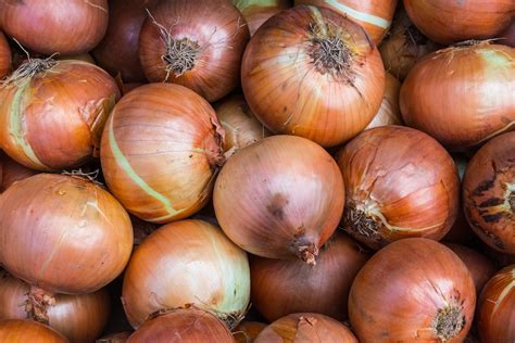 Growing Onions in Containers | Onion Patch