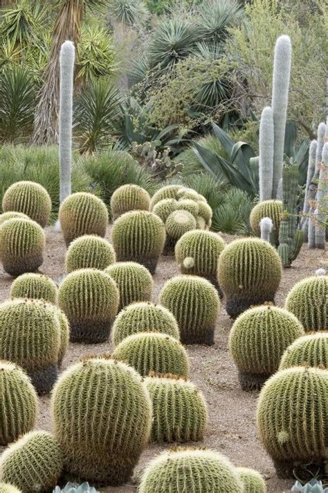 Cactus identification and how long does it take gardening. Image result for golden barrel cactus | Golden barrel ...