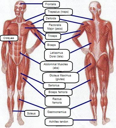 Vector illustration informative medical scheme. Muscle imbalances - the cause of your aches and pains ...