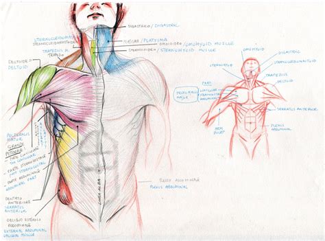 Learn about muscles chest abdomen with free interactive flashcards. The muscles of the shoulders, chest and abdomen | Sketches ...