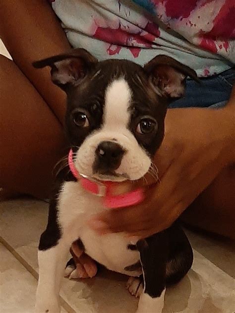 A bunch of cute pictures and videos. Boston Terrier Puppies For Sale | Clermont, FL in 2020 ...