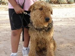 The ultimate airedale terrier breed guide. Espinoza's Airedales | Airedale Terrier Breeder | Muleshoe ...