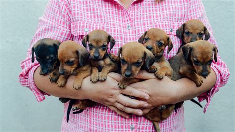 Browse thru our id verified puppy for sale listings to find your perfect puppy in your area. Dachshund Puppies Tampa Florida | Top Dog Information