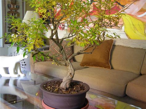 You might notice the unusual mounded nebari as well as the outstanding movement in the trunks and branches. Bonsai Tree: 21+ Awesome Sugar Maple Bonsai Inspirations