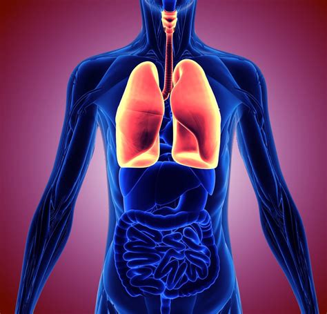 The holes in the lungs present the clinical picture of a lung emphysema with a chronic shortness note: Stomach Ribs Lungs Picture : 8 Causes For Pain Under Ribs ...