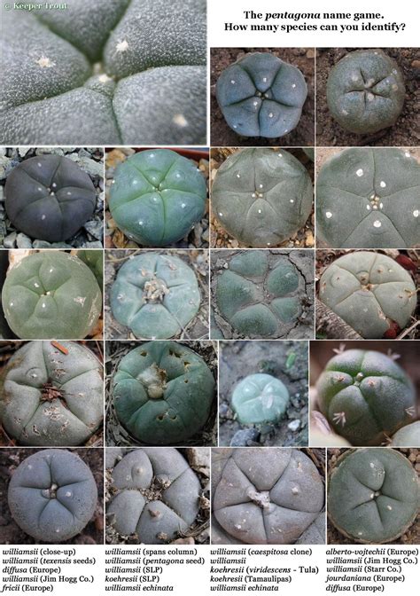 It has a small, spineless, soft and very succulent stem that have 4 to 13 rounded and straight ribs. Lophophora pentagona name game | Jardín de cactus, Plantas ...