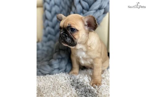5 male french bulldog puppies for sale currently 5 days old 2 black £1600 3 blue £1800 all will be kc registered vet checked microchipped first vaccine done ready to leave 12th of march mum can be seen and photos of dad. Frenchie Female : French Bulldog puppy for sale near ...