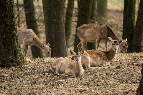 Zoo w ostrawie to niezwykłe miejsce. Zoo Ostrava wydaje pierwszą ogólnoświatową księgę ...