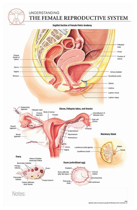 Parts of female reproductive system. Body Scientific International Post-it Anatomy of Female ...