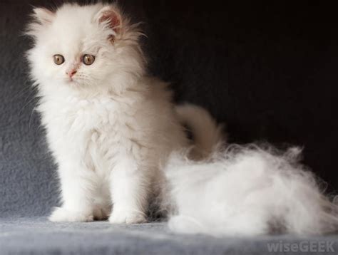 The furminator is much different and it's designed to do more than just get rid of loose surface hairs. 5 Easy Ways to Remove Cat Hair http ...
