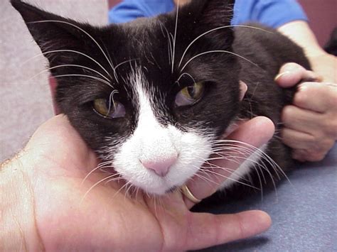Again, it's something you rarely notice unless there's a problem. Exclusively Cats Veterinary Hospital Blog: September 2014