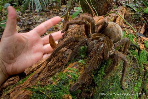 I dont like them, they keep spawning and you cant scare them away, i just want to do a big boi spider thing but noooooo. Puppy-Sized Spider Surprises Scientist in Rainforest ...