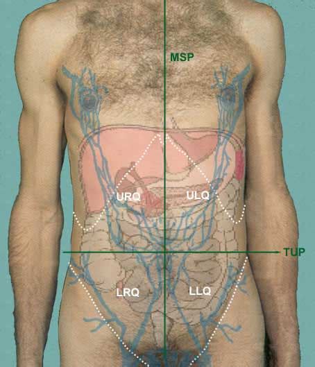 It is located in the lower abdomen in front of the rectus abdominis. Bone Structure On Yhe Left Lower Abdomen : Particular ...