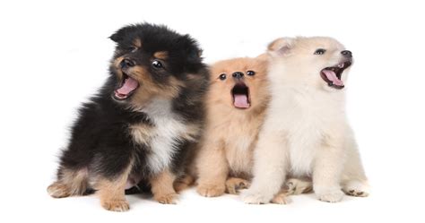 Well, in this case, one sneeze is more than enough for this little guy! Epic Pomeranian Puppy Sneeze
