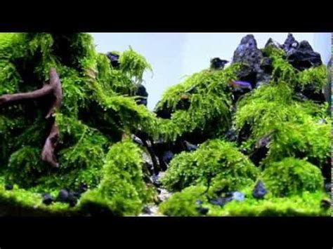 Pencahayaan aquascape sangat penting, sebab cahaya diperlukan untuk proses pertumbuhan 1. Aquascape "Naturalman Aquarium Design" 30.20.25 "ClimbMax" 2014 - YouTube