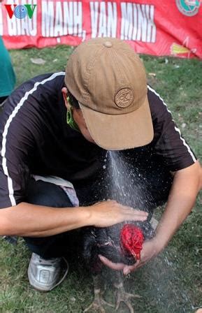 Ada pertengkaran tentang pertarungan sabung ayam yang menyebabkan penembakan, situs web kementerian keamanan publik vietnam melaporkan. Gambar sabung ayam saigon vietnam di acara festival ~ AYAM ...