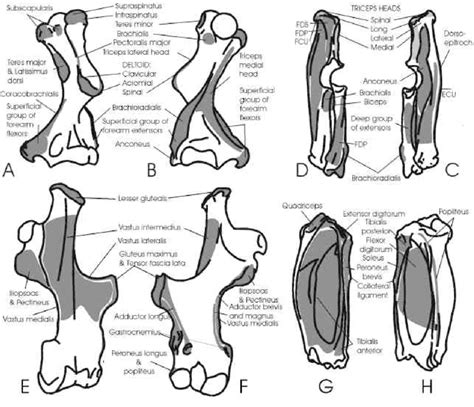 This was organized and sectioned so as to be more accessible and easily digestible in smaller pieces. Reconstruction of the origin and insertion areas of the ...