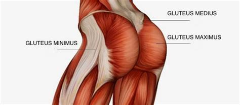Skeletal muscles are the only muscles that can be consciously controlled. Do You Want to Have a Perfect Butt? Stimulate These ...