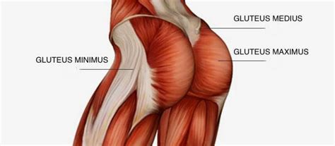 I've labelled the diagrams up. Do You Want to Have a Perfect Butt? Stimulate These ...