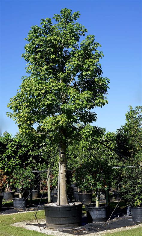 Many of these perennial plants are strong performers that are easy for new and veteran plant lovers to grow. Adansonia digitata 25 Gal FOR SALE | South florida, Miami ...