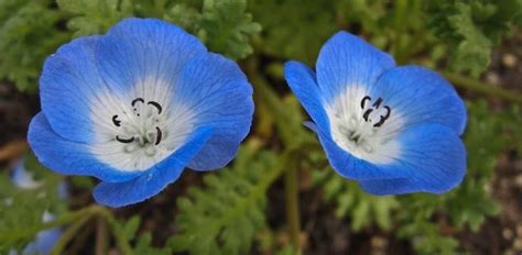 Ad esempio, nomi come fiori per te e giardino express sarebbero chiari per il tuo target. fiori azzurri - Fiorista