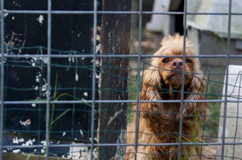 8052 n 76th st, milwaukee, wi 53223. Milwaukee May Soon Ban the Sale of Puppy Mill Dogs in Pet ...