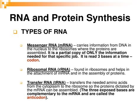 In pdf 29 rna and protein synthesis gizmo worksheet gizmos student exploration. PPT - FROM GENE TO PROTEIN PowerPoint Presentation, free download - ID:5442348
