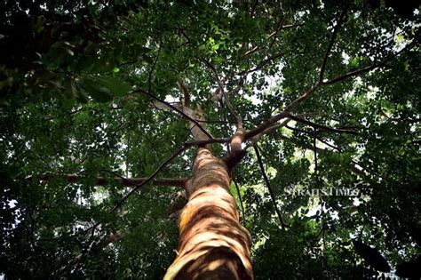 Promote greater participation in sports activities at all levels in order to develop a. Merbau now Malaysia's national tree | New Straits Times ...