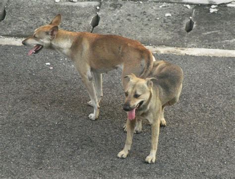 The sight of two dogs getting stuck to each other may seem rather scary. Why do dogs stay stuck together after sex?