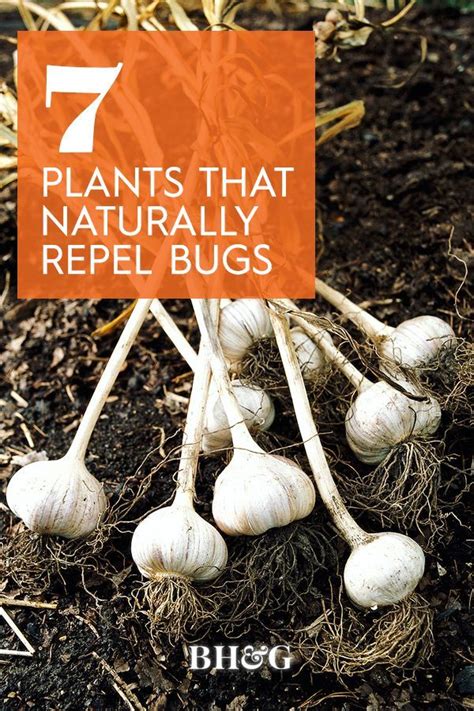 Important bug biting plants info. 7 Pretty Plants That Can Repel Biting Bugs Naturally ...