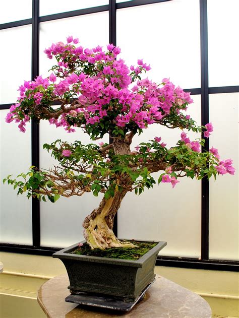 Maybe you would like to learn more about one of these? 5 Spesies Pohon Untuk Membuat Bonsai Bagi Pemula ...