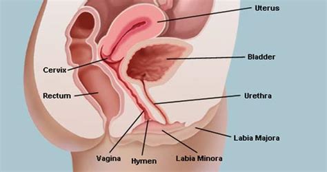 I wonder if is it normal that one inner labia is not the same like other, i mean if they are different. Swollen vaginal lips: Causes, Treatment And Anatomy