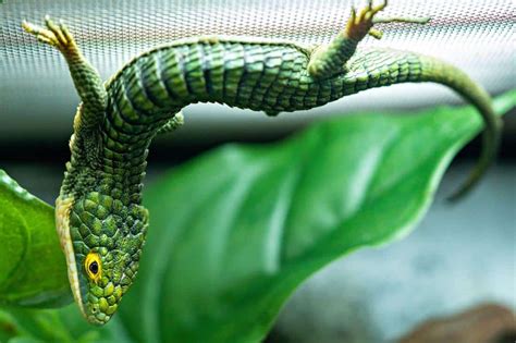 Check spelling or type a new query. Mexican Alligator Lizard Care (Abronia Graminea)