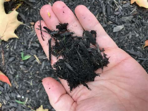 We did not find results for: What Is the Purpose of Mulch? (5 Reasons to Use Mulch ...