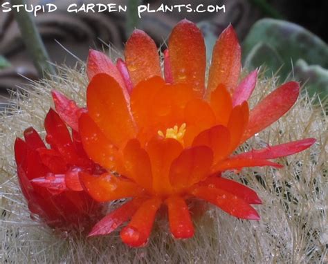 Downward pointing spines make it easier to direct rainwater into the depressions of the cactus. Kalanchoe thyrsiflora | Stupid Garden Plants