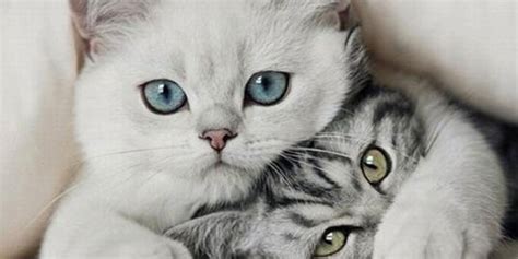 La giornata mondiale del gatto. Il 17 febbraio è la Giornata mondiale dei gatti |Roma è la ...